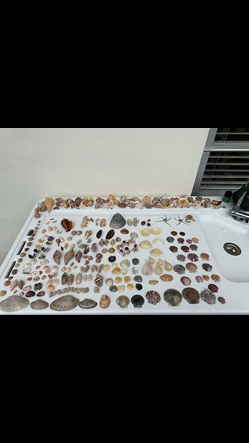 Beach Finds 1/39/2026 | 4K