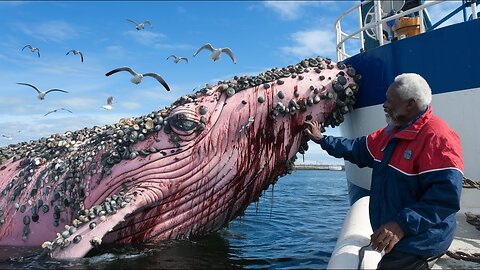 The pink Humpback whale had parasitic barnacles on its body and asked the old man for help