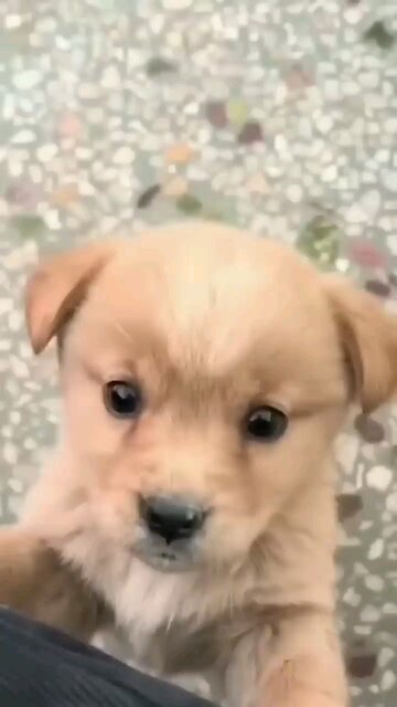Baby_dog#cute_puppy_barking#4kviral#shorts.mp4
