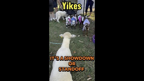 The goat patrol looks unsure of Honeybee, the lamb. Looks like a showdown