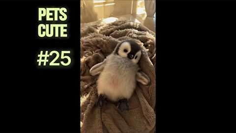 Daily Routine With My Golden Retriever