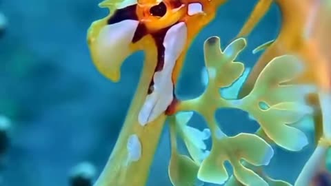 Leafy Sea Dragon Fish.....