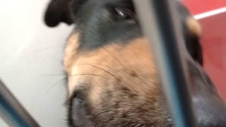 Vesper-B&Tan 9mos A882202 Squishy 11mo A884255 kennel 170 PACC shelter Vesper maybe tired20251109253