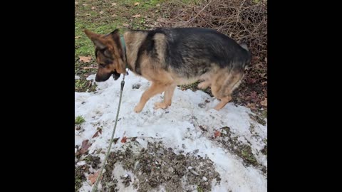 Virgil german shepherd.