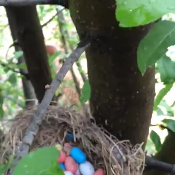 Malted Nest Eggs