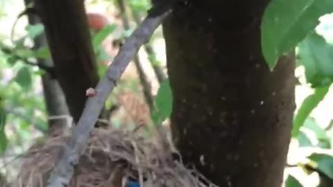 Malted Nest Eggs