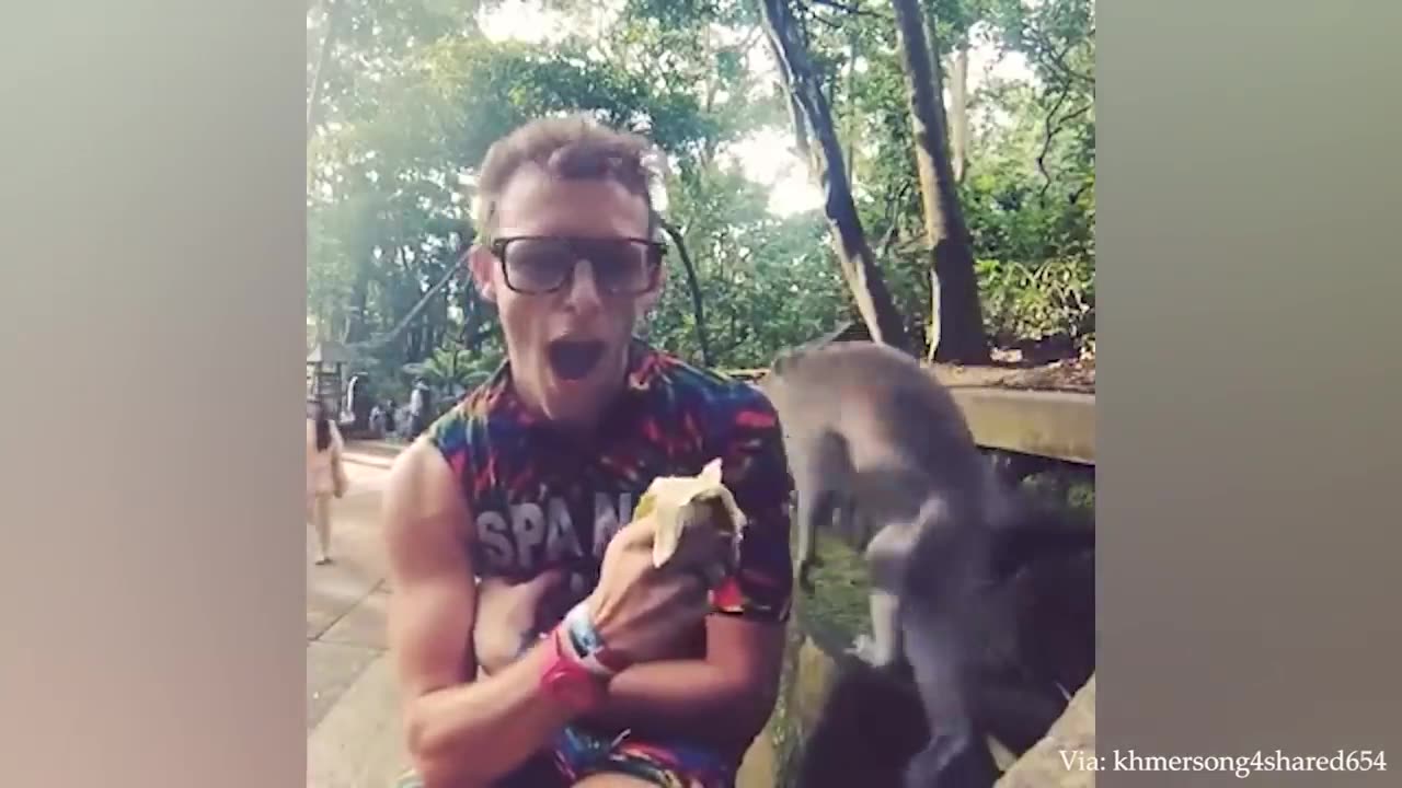 Laugh a Lot With The Funny Moments Of Monkeys