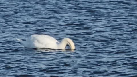 Beautiful Mute Swans On A Welsh Lake