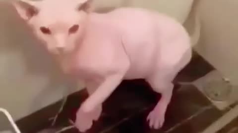 Funny cats and animals videos