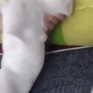 Prank cat with fake Electric gun