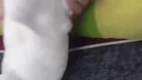Prank cat with fake Electric gun