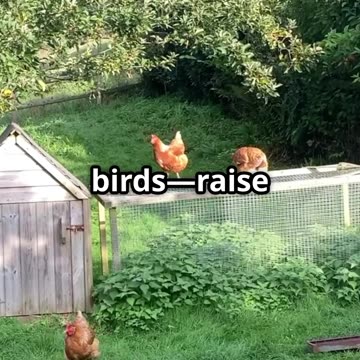 Turn Your Backyard Into a Farm #homesteading #selfsufficient #diy