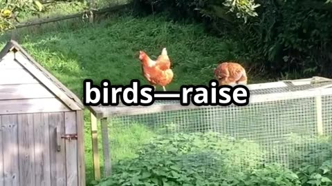 Turn Your Backyard Into a Farm #homesteading #selfsufficient #diy