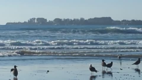 Sea Birds
