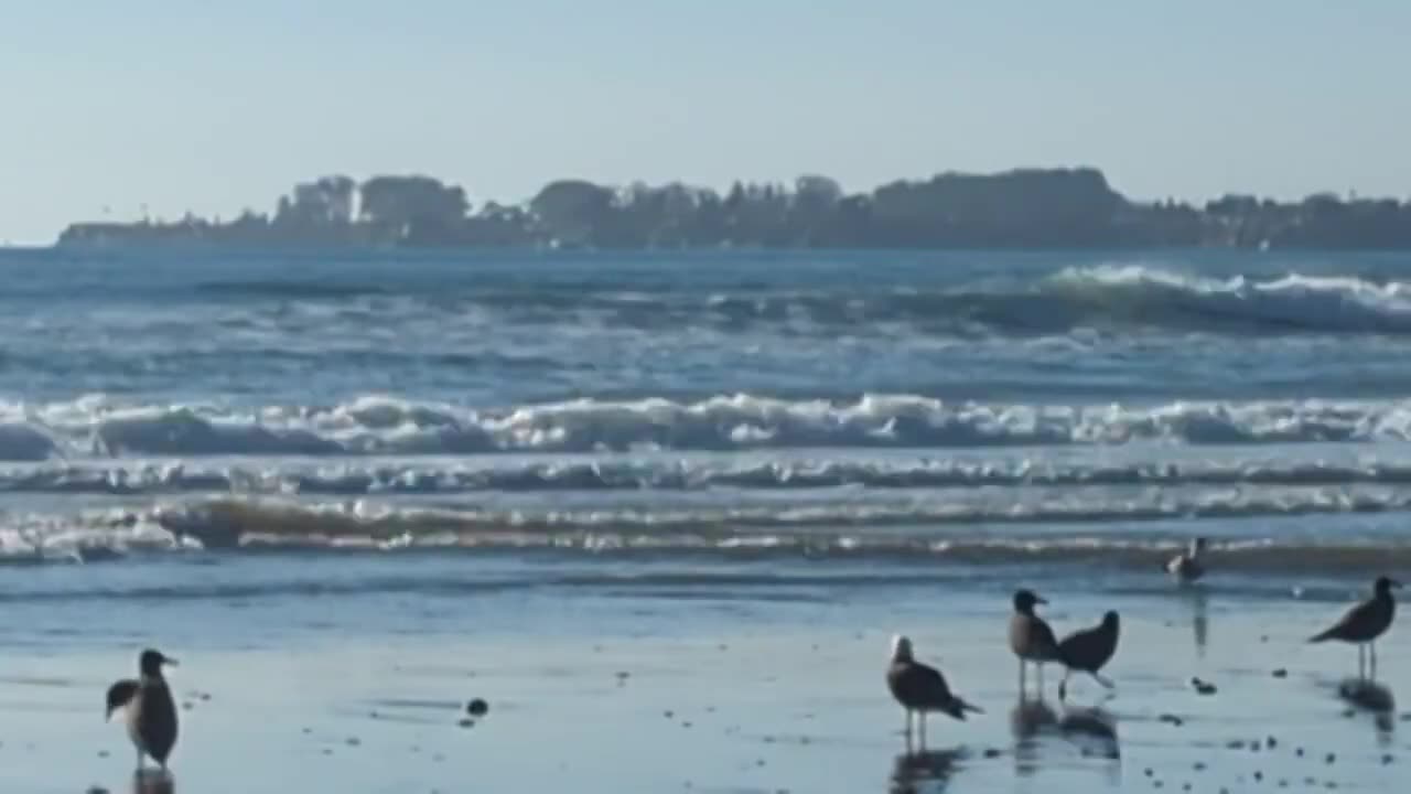 Sea Birds