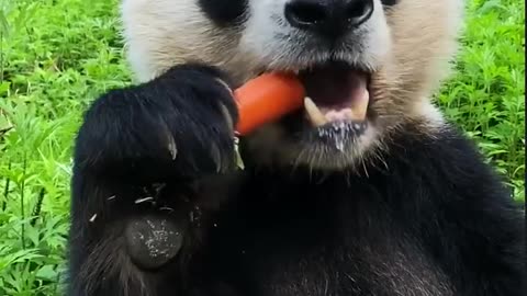 Panda Enjoying Its Favorite Treat A Sweet Adventure! 🐼😋💗