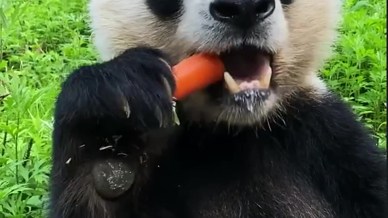 Panda Enjoying Its Favorite Treat A Sweet Adventure! πΌππ