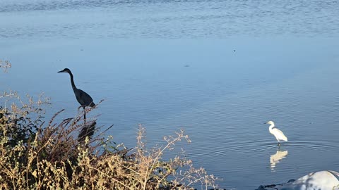 Blue Heron and Snowy Egret Hanging Out!
