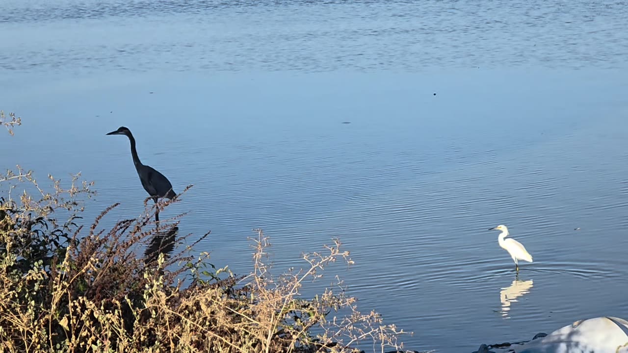 Blue Heron and Snowy Egret Hanging Out!
