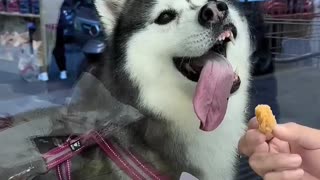 🤣🐾 Just Another Hilarious Husky Moment You Can't Miss! | FunFM