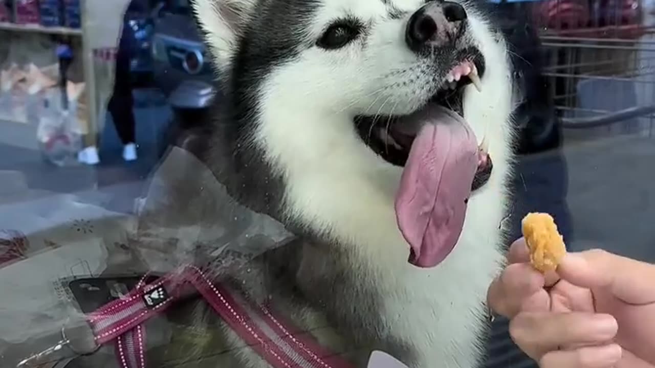🤣🐾 Just Another Hilarious Husky Moment You Can't Miss! | FunFM
