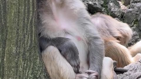 Feasting monkey relax the savage beauty of nature