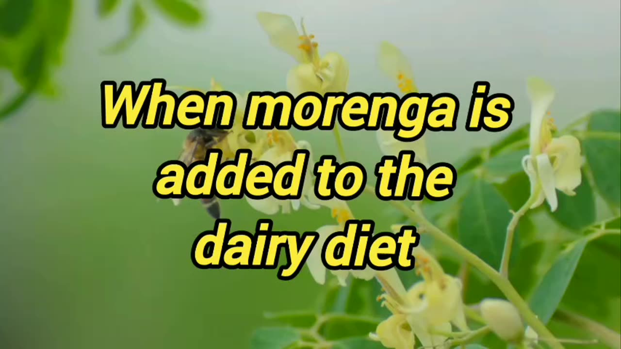 Benefits of Moringa for healthy life