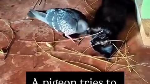🤯🐈 Watch A Pigeon Build An Adorable Bed For A Pregnant Cat | Amazing Animal Frien… | FeedMyCuriosity