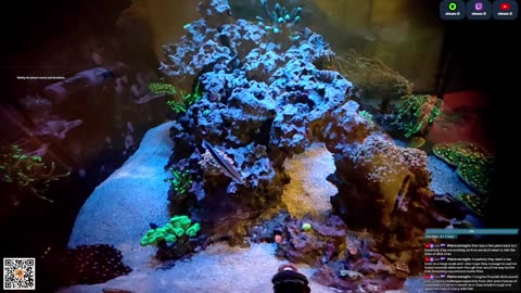 24/7 Real Live Reef Stream