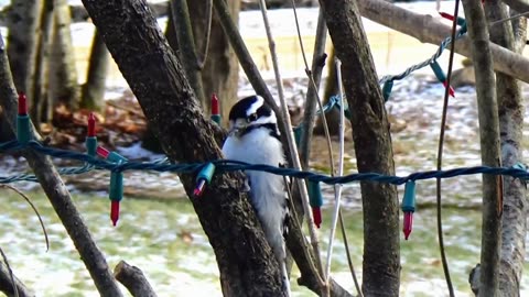 Downy Woodpecker