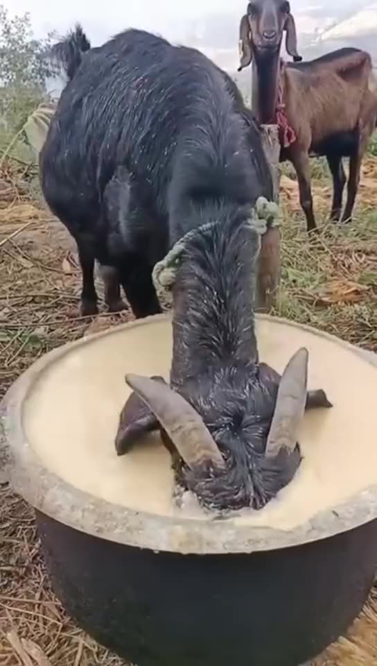 Funny 😂 video of goat 🐐