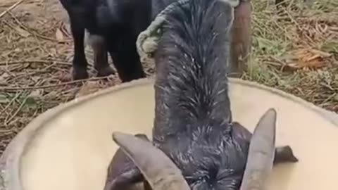 Funny 😂 video of goat 🐐