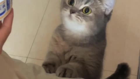 Meow： Mom, what are you eating behind my back again...