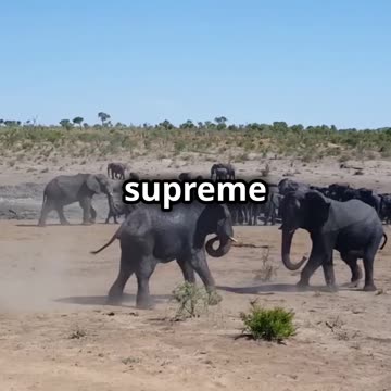 Epic Battle_ Mammoth vs Anaconda vs Whit 2025