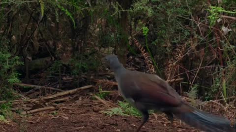 A photographer captures a mature male Lyrebird displaying at his mound