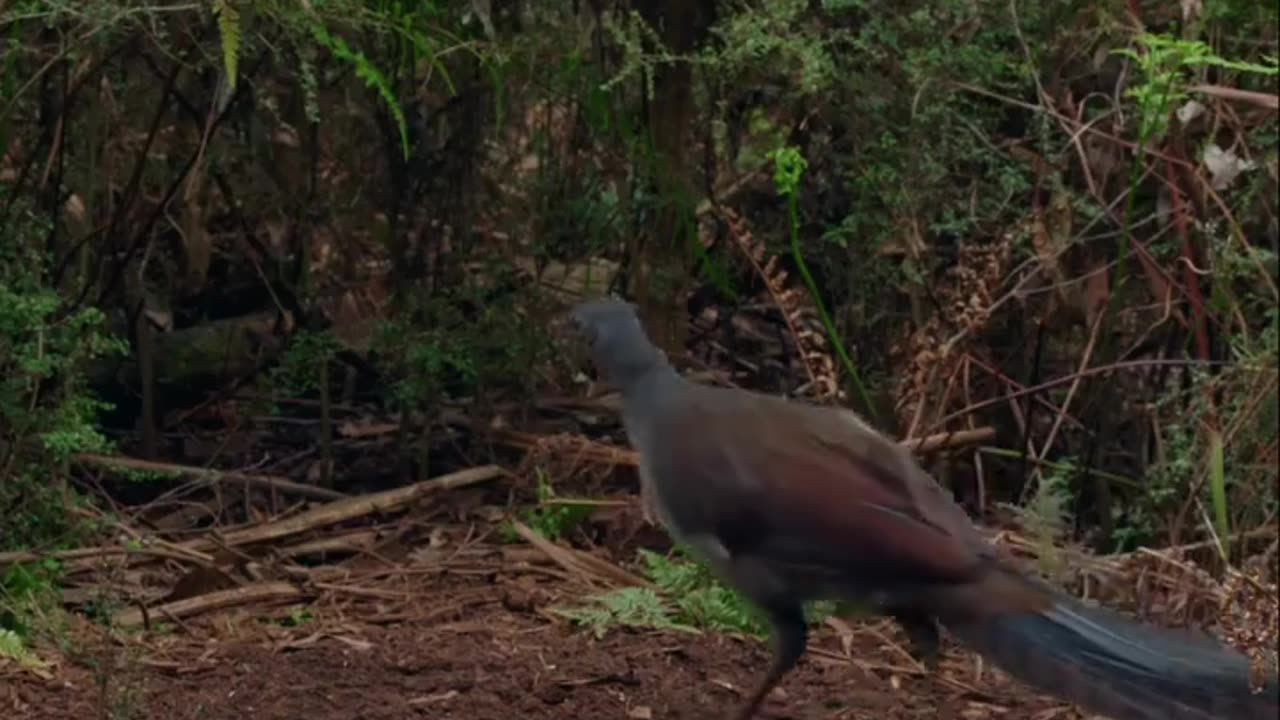 A photographer captures a mature male Lyrebird displaying at his mound