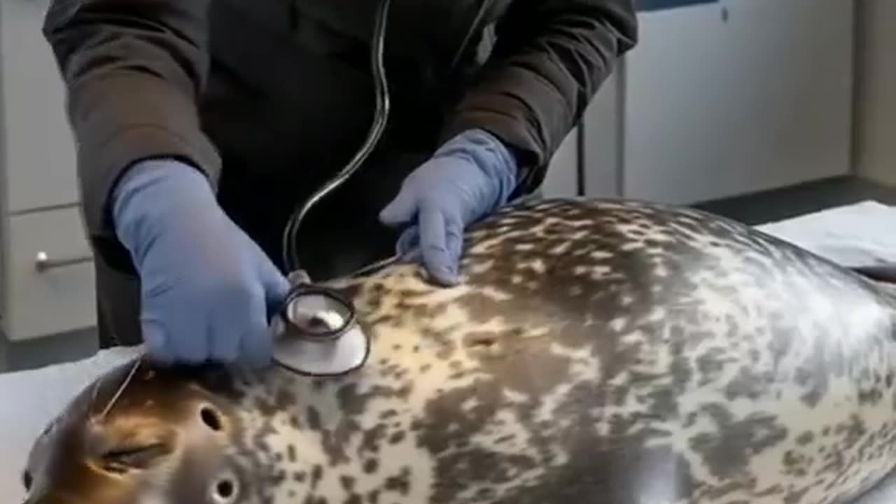 The seal gave birth to two babies