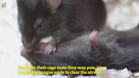 A mouse tries to give first aid to an unconscious mate