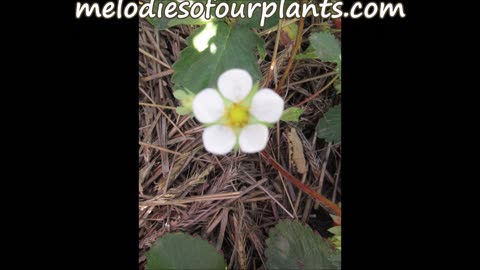 Bom Bom Bom Strawberry July 2022