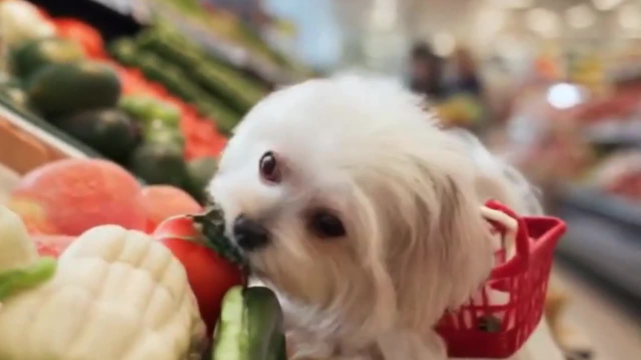 This Tiny Dog Goes WILD Shopping for Fresh Vegetables! #shorts #ai #cute #aishorts