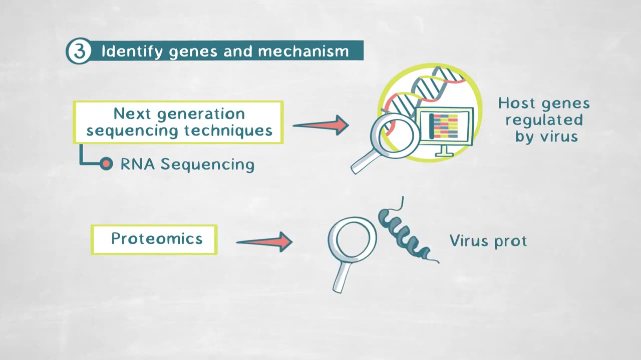 The Mechanisms of Virus-Host-Interaction during Infections