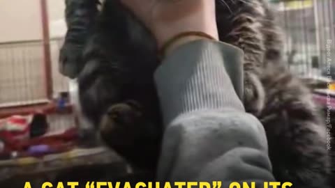 🐾🏃‍♂️ Ukraine Russia War | Brave Cat's Journey from Donetsk to Cherkasy | RCF