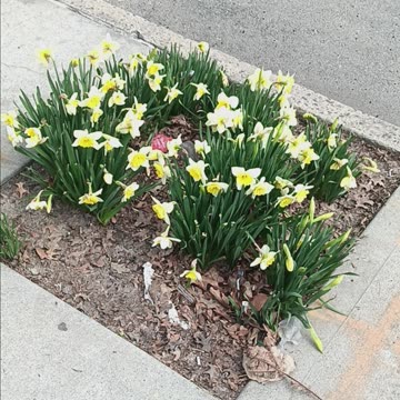 Daffodil plants