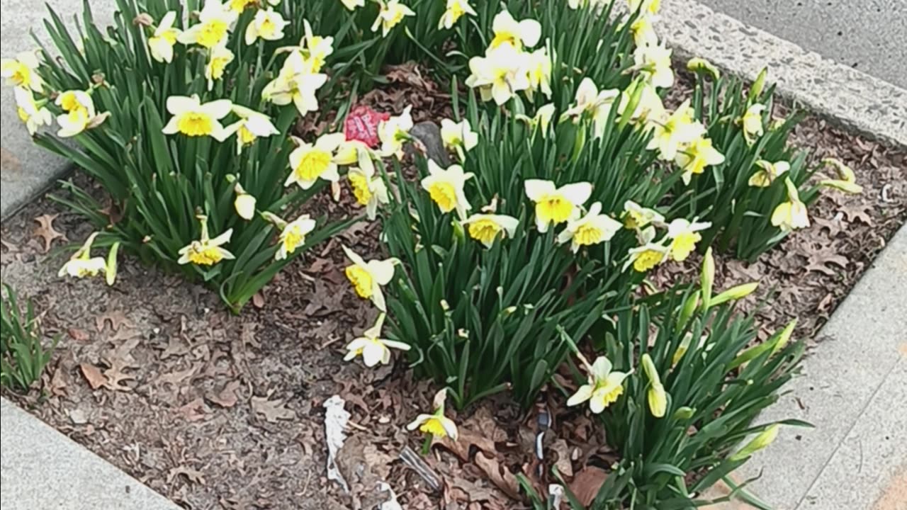 Daffodil plants