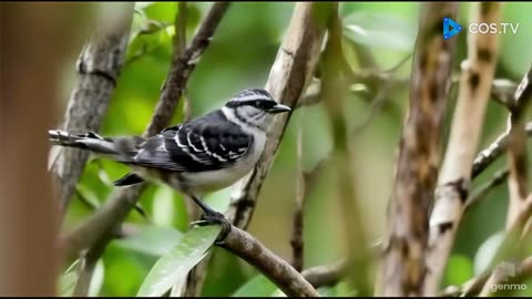 Canto do pássaro Pintadinho