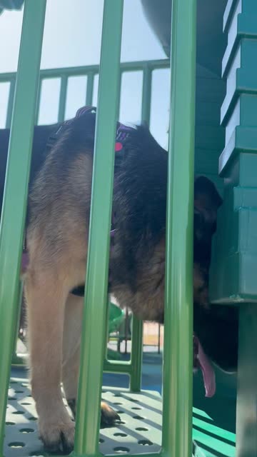 German Shepherd Launches Off Swirly Slide