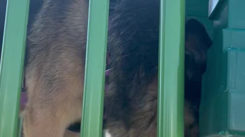 German Shepherd Launches Off Swirly Slide