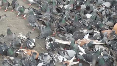 29-12-2017 יונים בטיילת ת"א