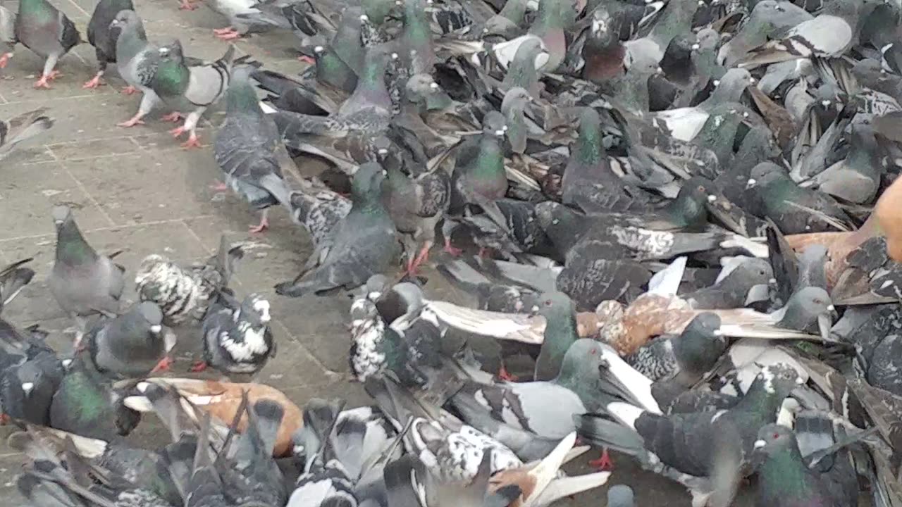 29-12-2017 יונים בטיילת ת"א