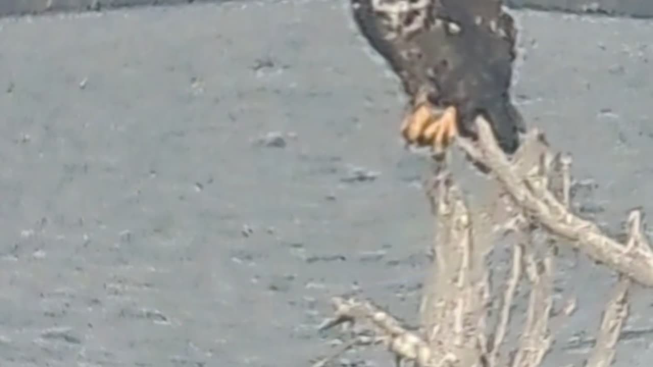 Immature - Bald Eagle Takes II